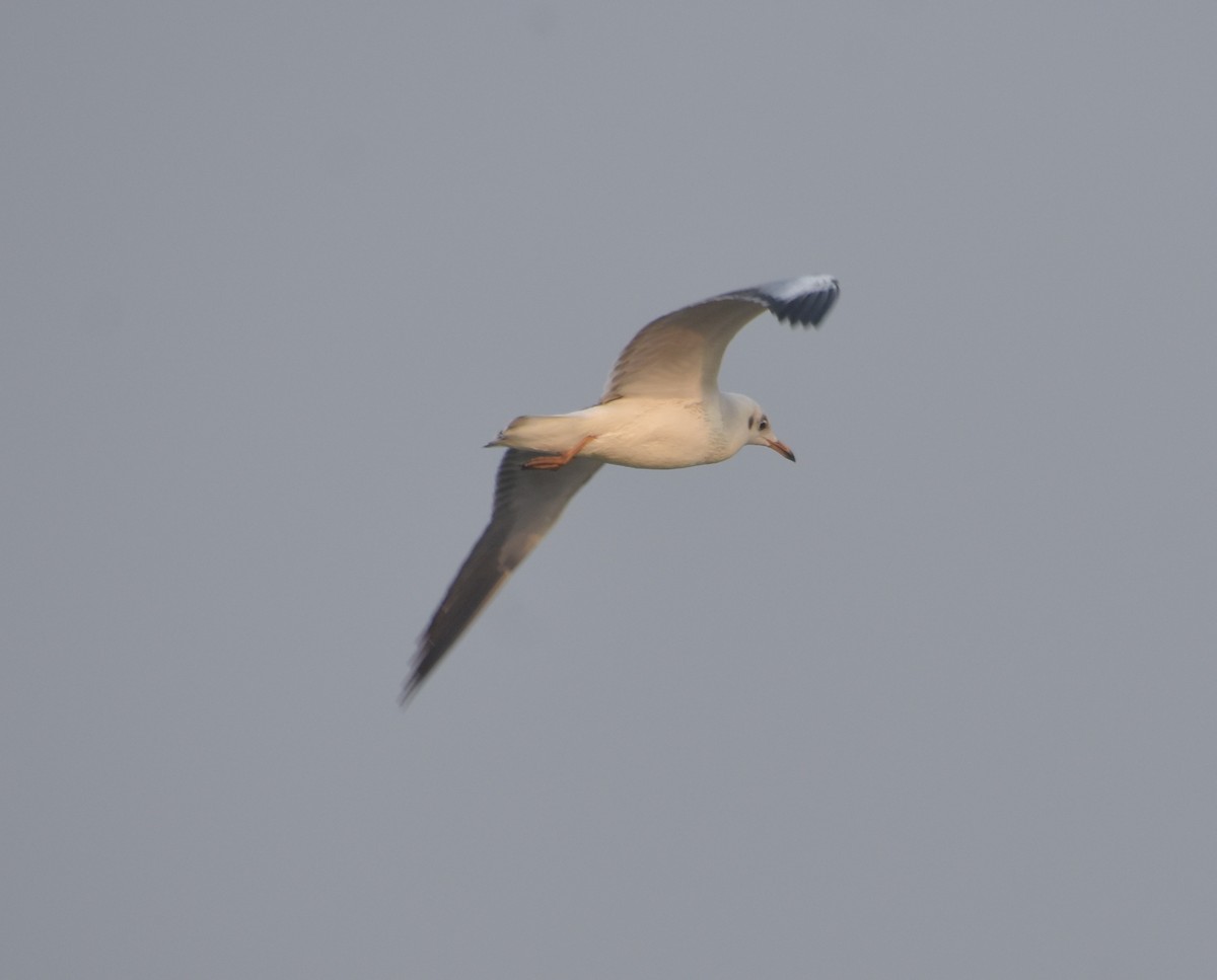 Gaviota Centroasiática - ML647541317