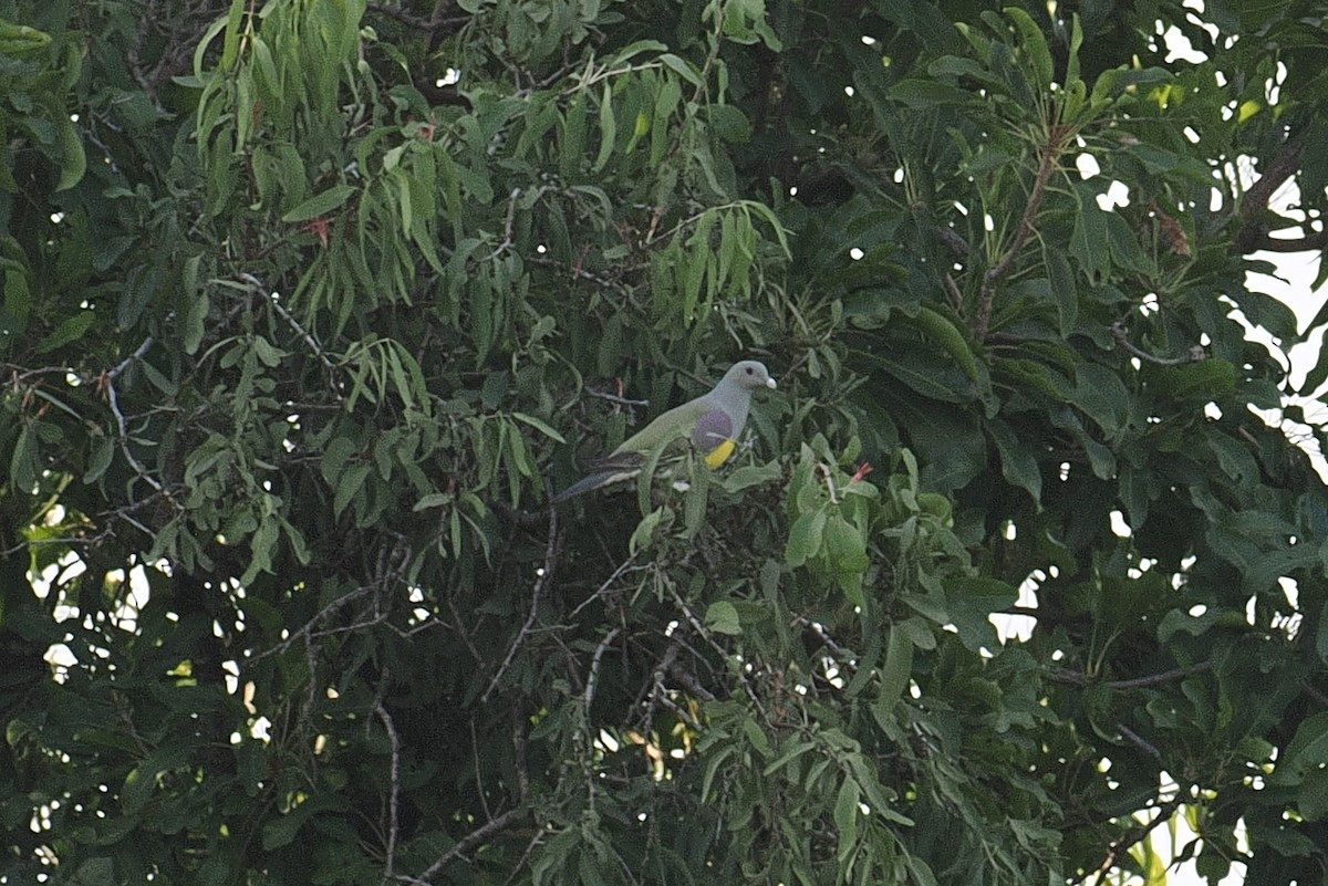 Bruce's Green-Pigeon - ML647541344
