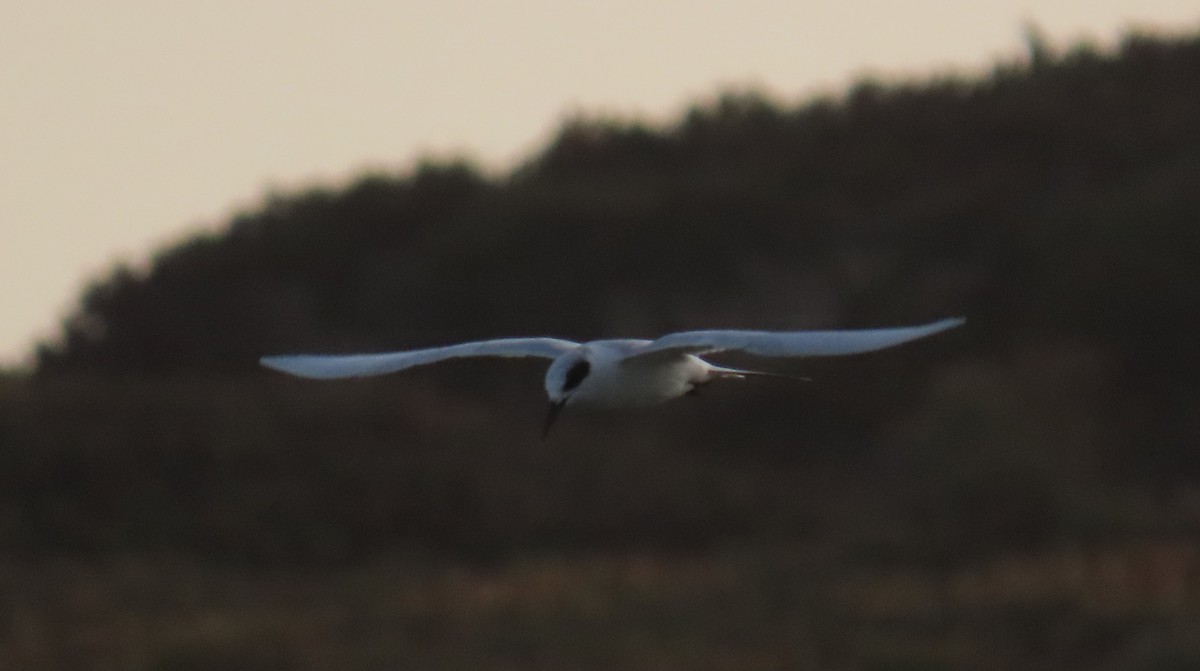 Forster's Tern - ML647541345