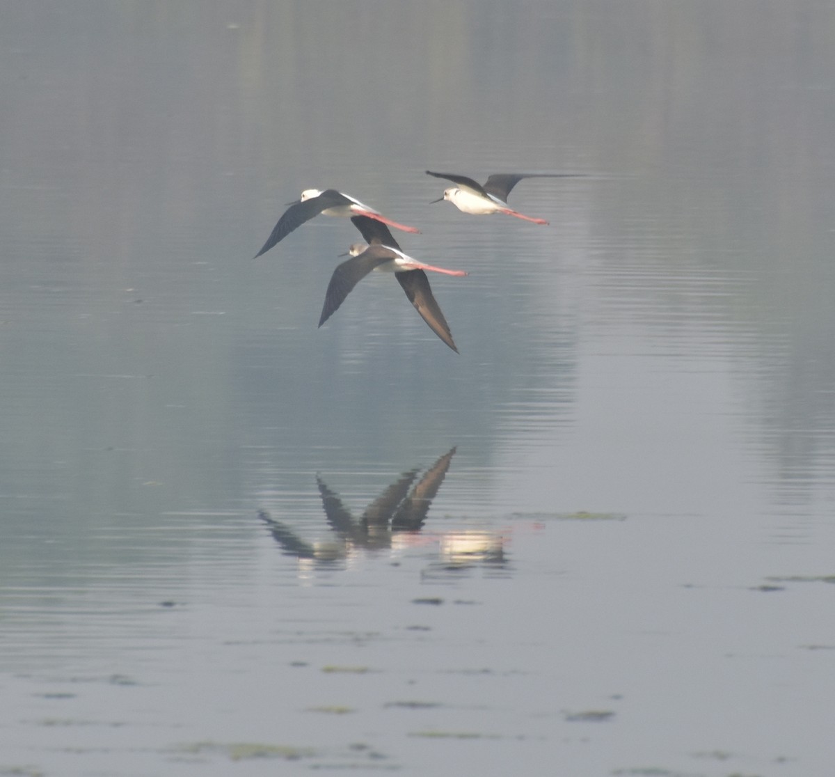 Zankaluze eurasiarra - ML647541348