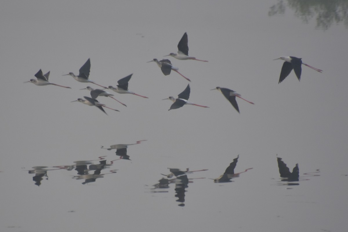 Zankaluze eurasiarra - ML647541349