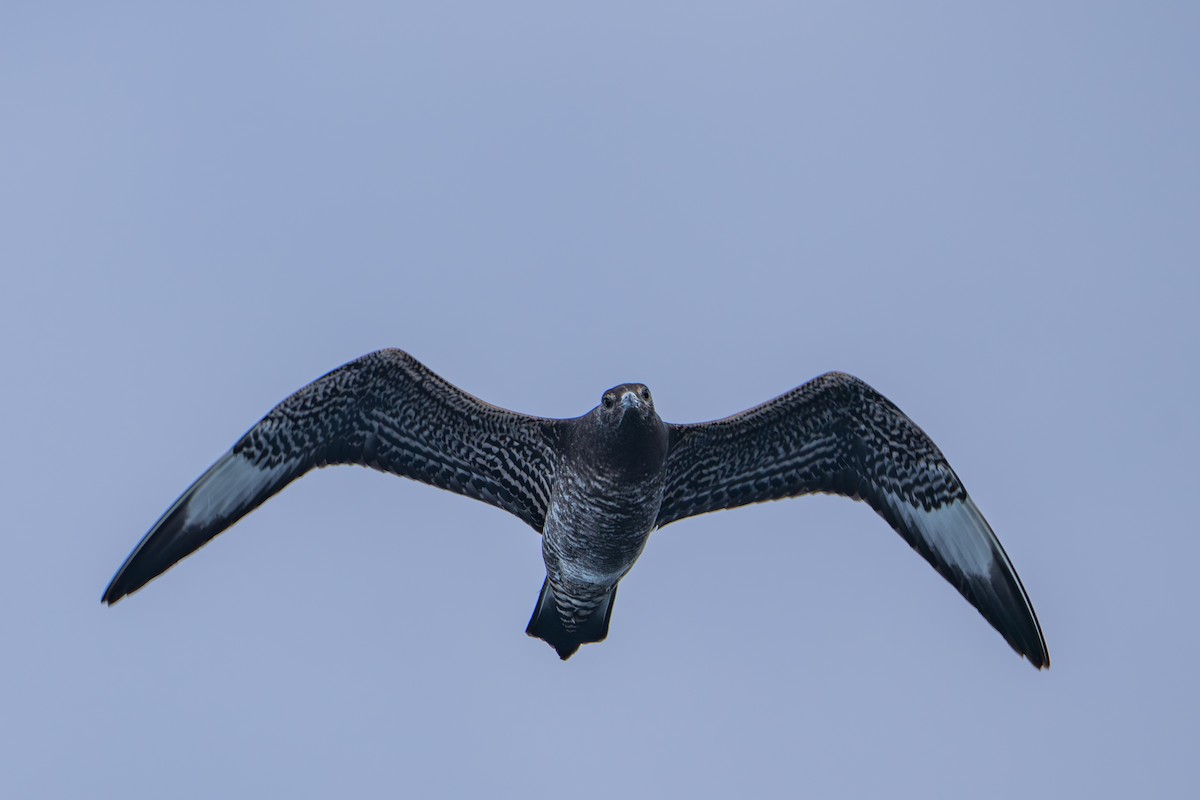 Parasitic Jaeger - ML647541350