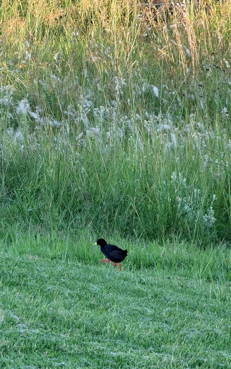 svartrikse - ML647541358