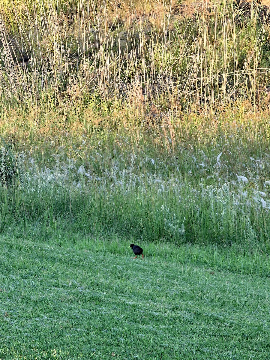 svartrikse - ML647541359