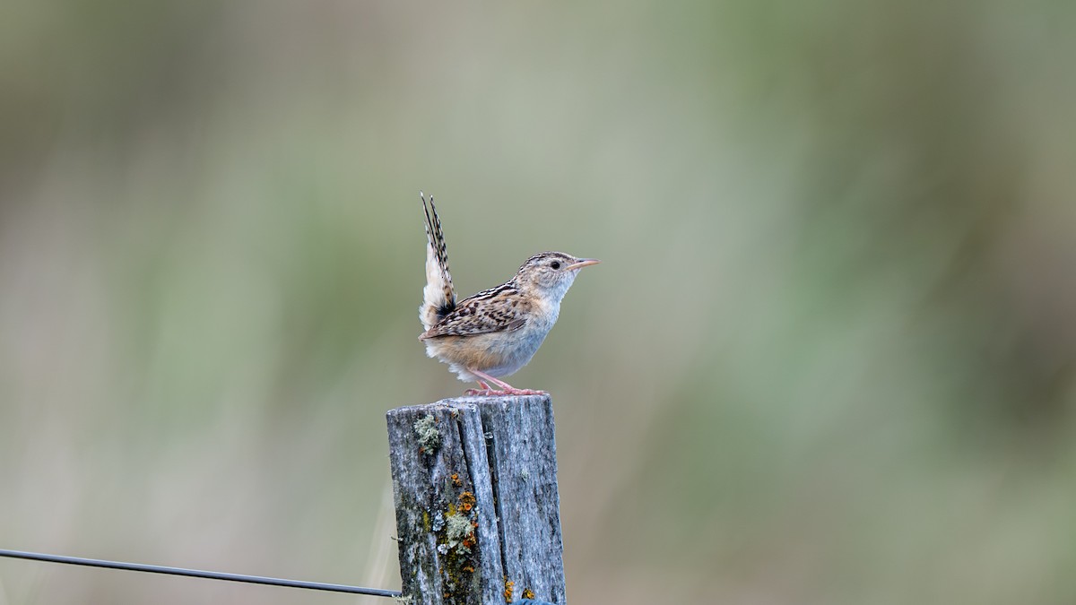 Grass Wren - ML647541398