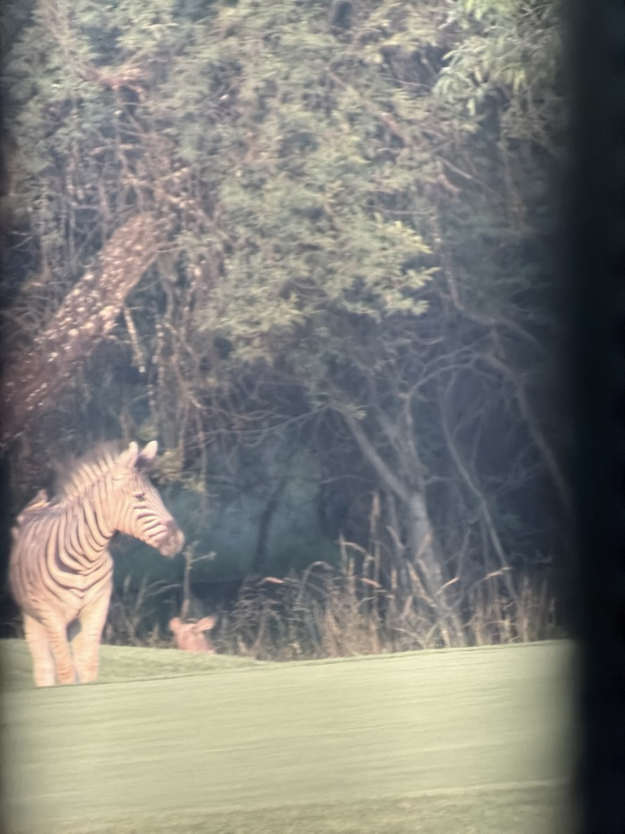 Red-billed Oxpecker - ML647541424