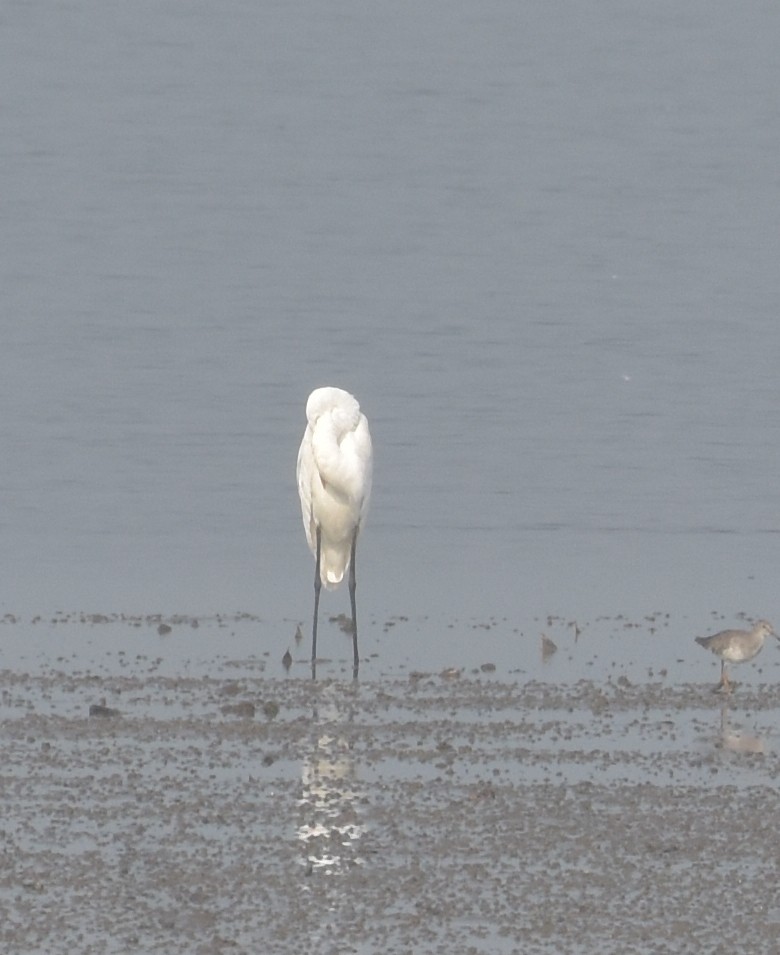 לבנית גדולה - ML647541430