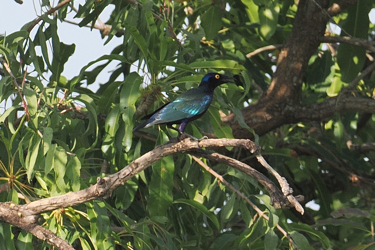 Purple Starling - ML647541431