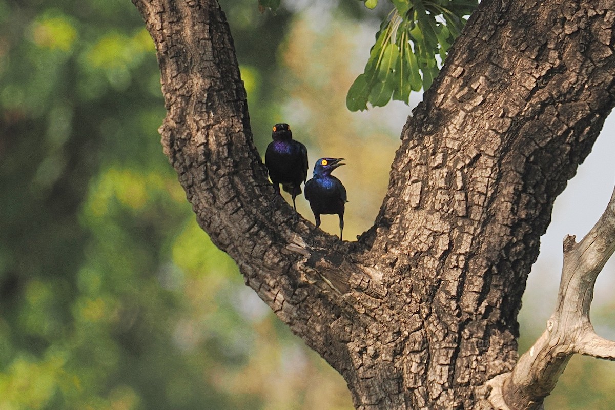 Purple Starling - ML647541433