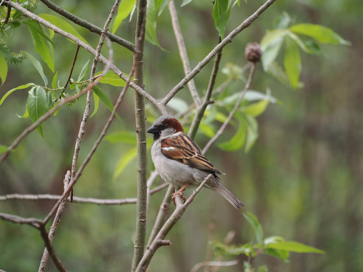 דרור הבית - ML647541435