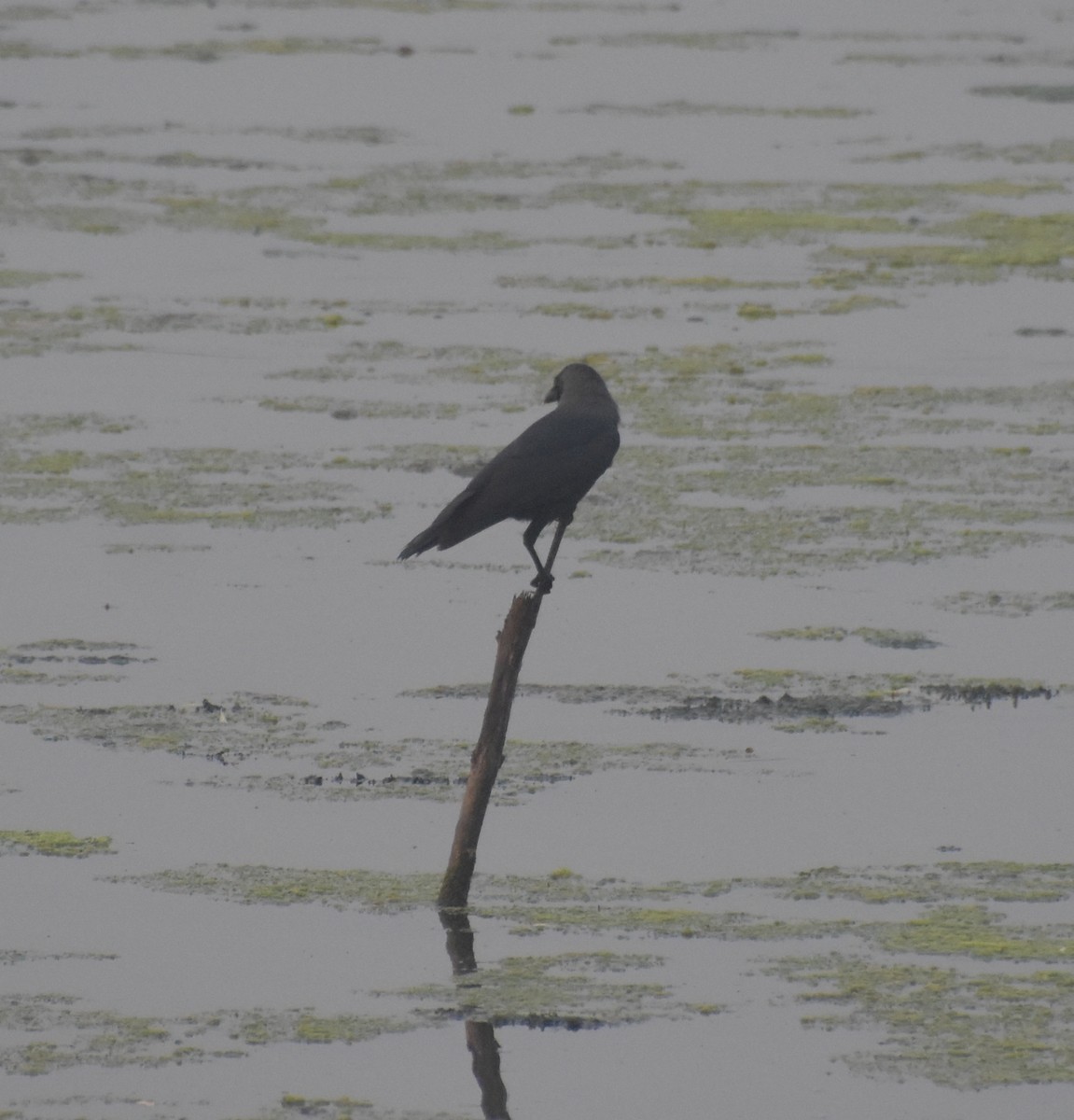 עורב הודי - ML647541438