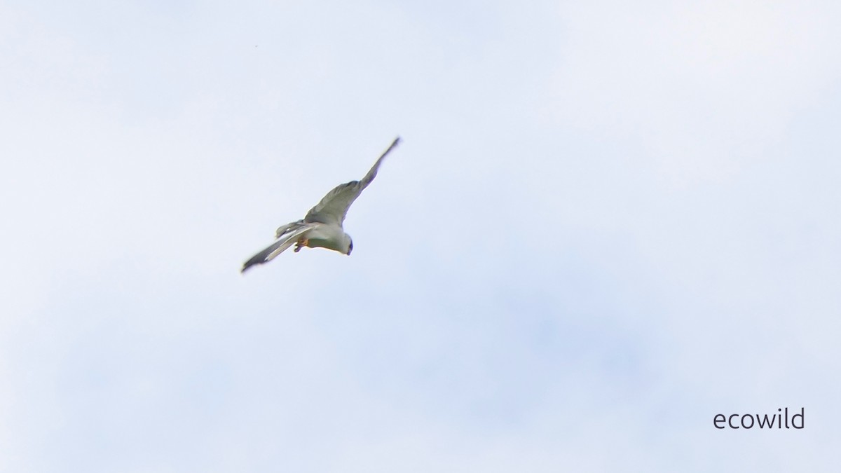 דאה שחורת-כתף - ML647541439