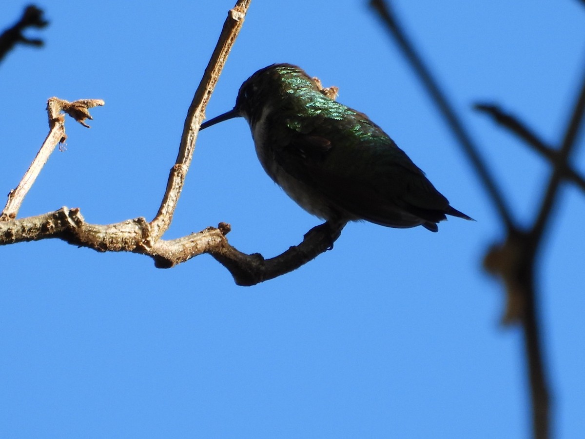 Ruby-throated Hummingbird - ML647541440