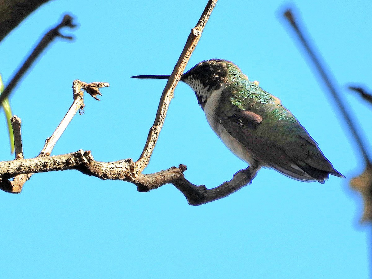 Ruby-throated Hummingbird - ML647541441