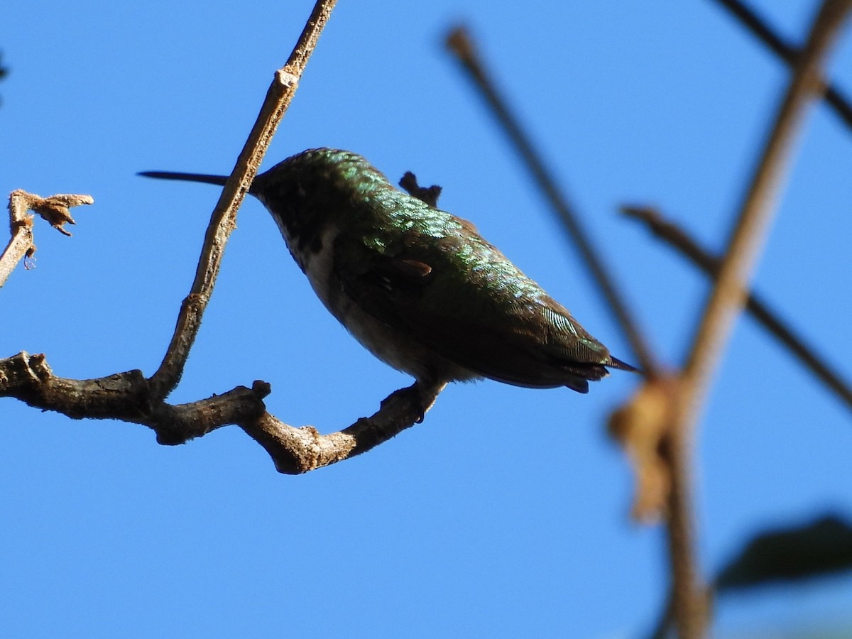 Ruby-throated Hummingbird - ML647541442