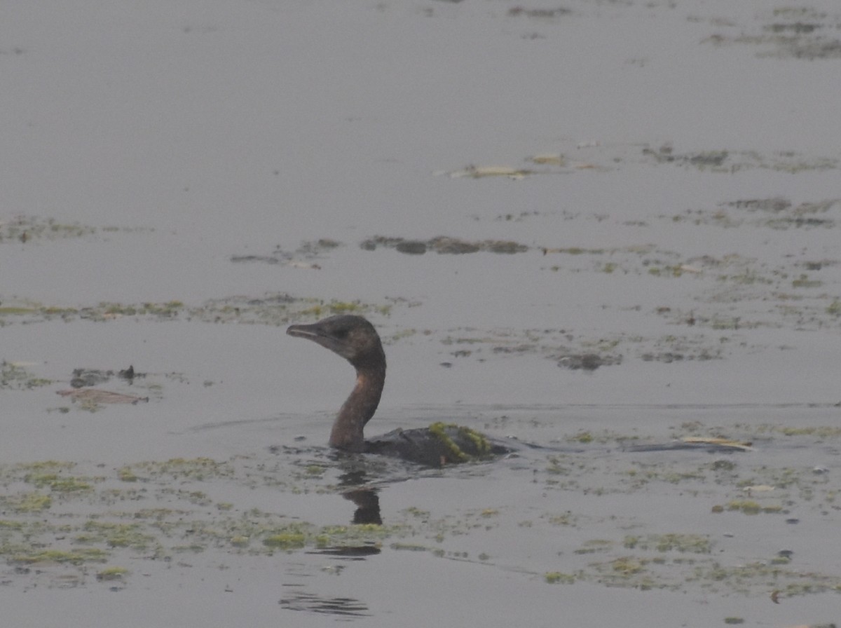 Little Cormorant - ML647541444