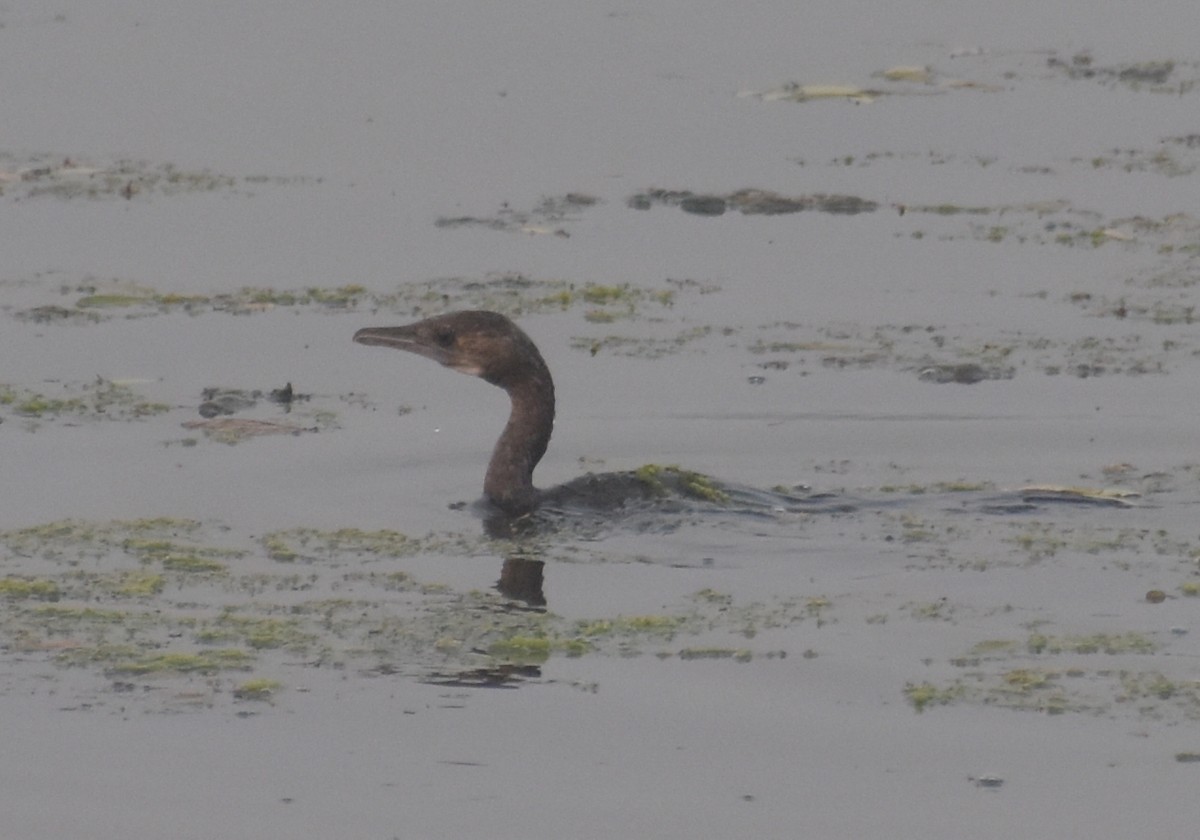 Little Cormorant - ML647541445