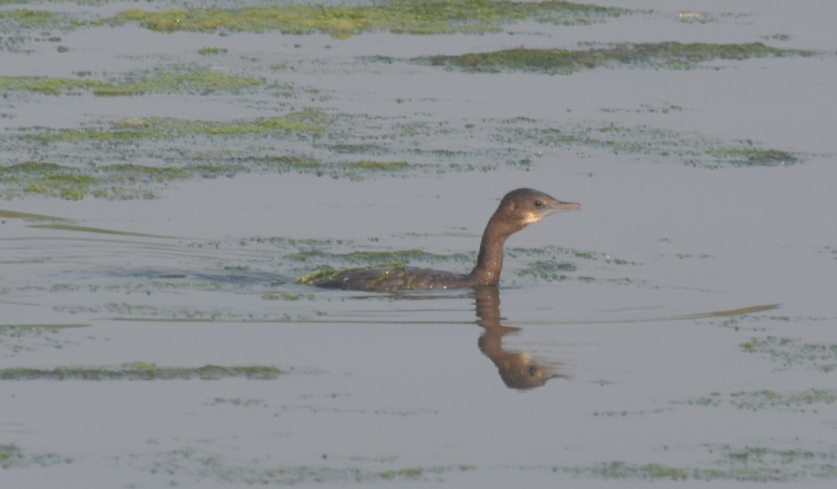 Little Cormorant - ML647541446