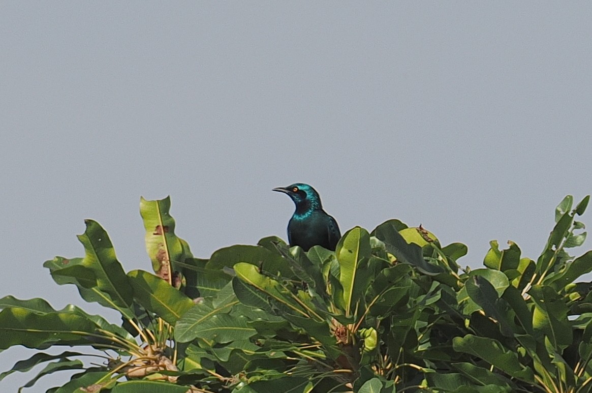 Lesser Blue-eared Starling (Lesser) - ML647541447