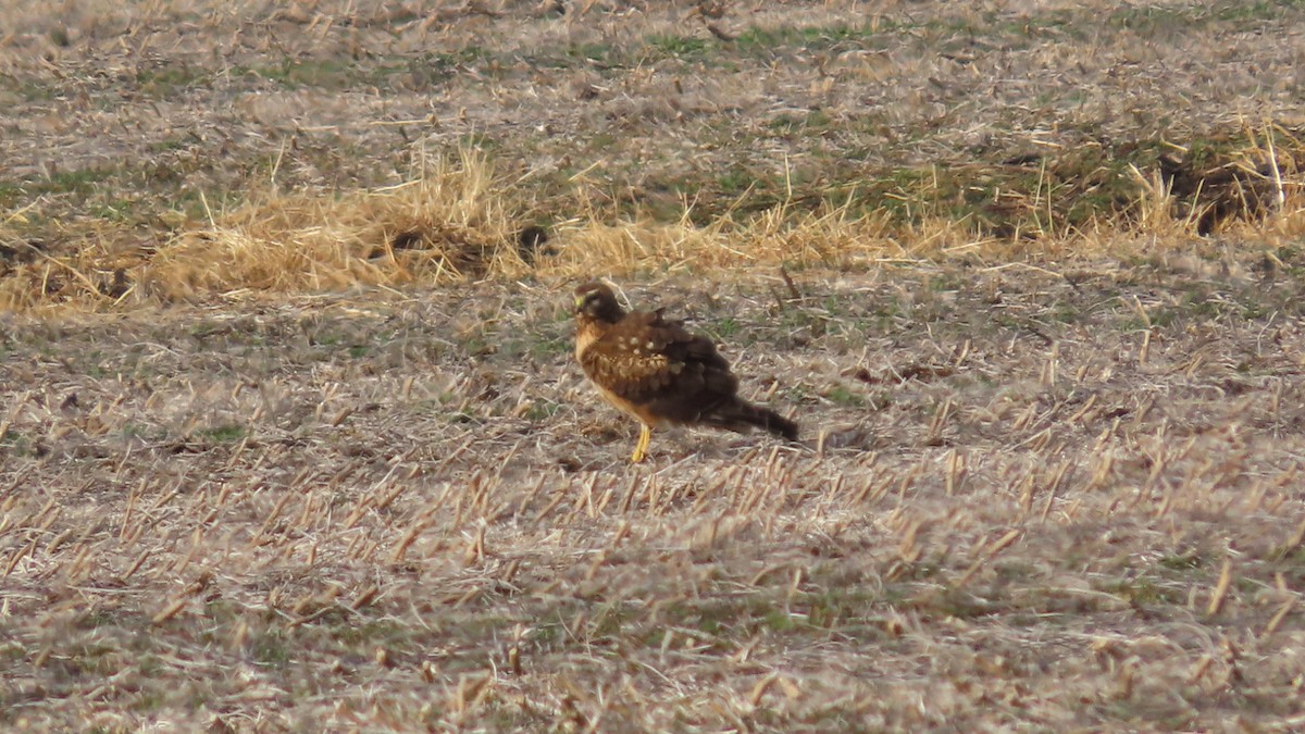 זרון אמריקני - ML647541449
