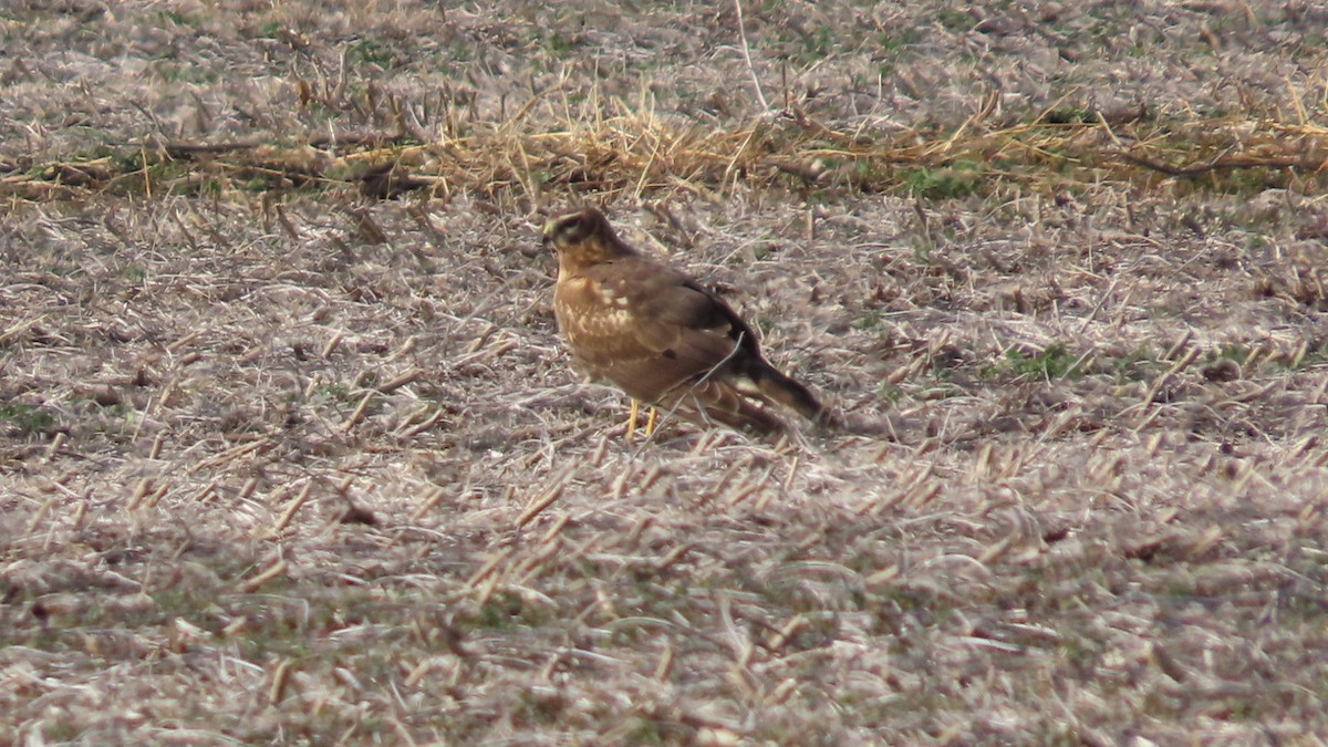 זרון אמריקני - ML647541450