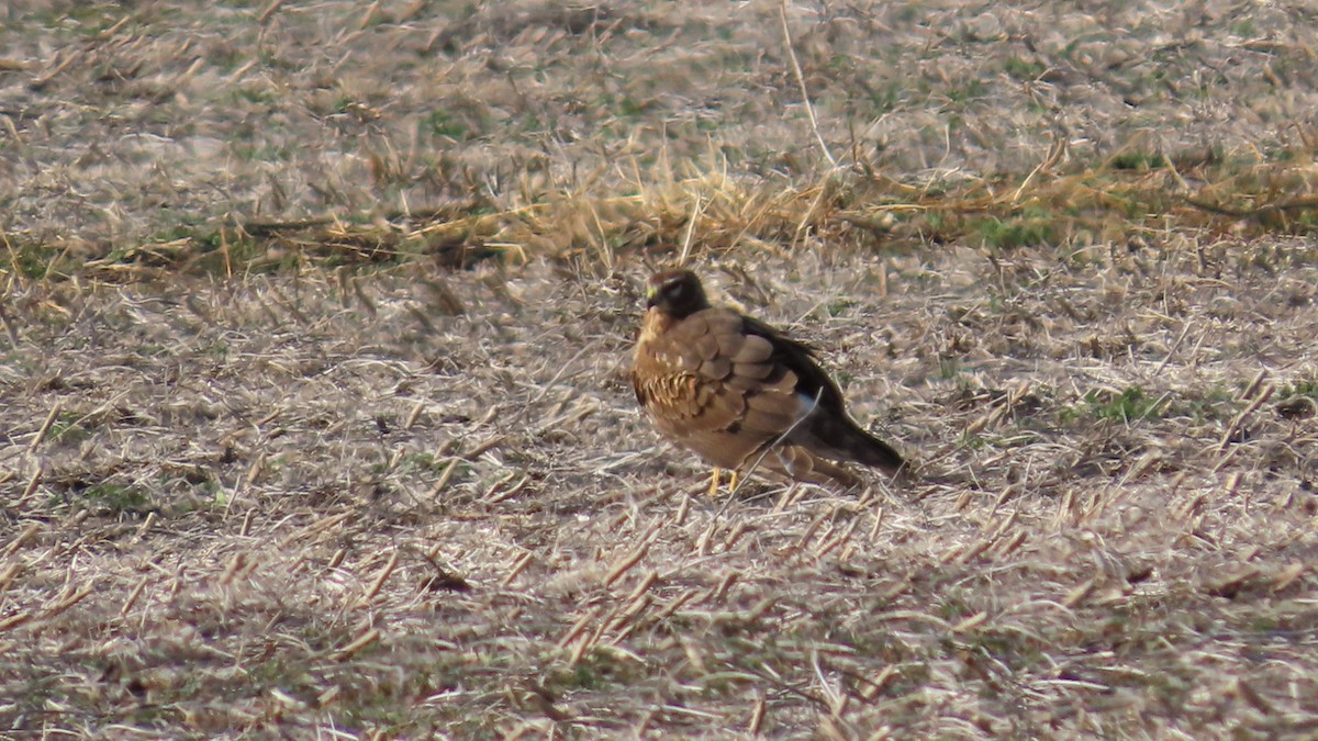 זרון אמריקני - ML647541451