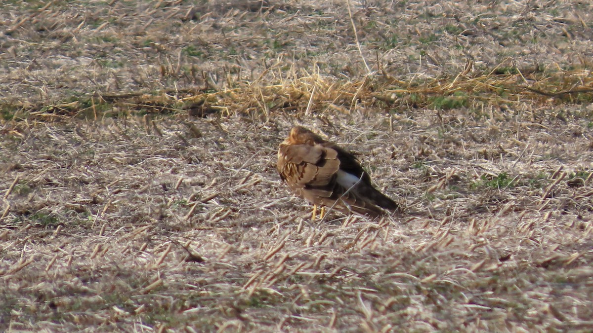 זרון אמריקני - ML647541452