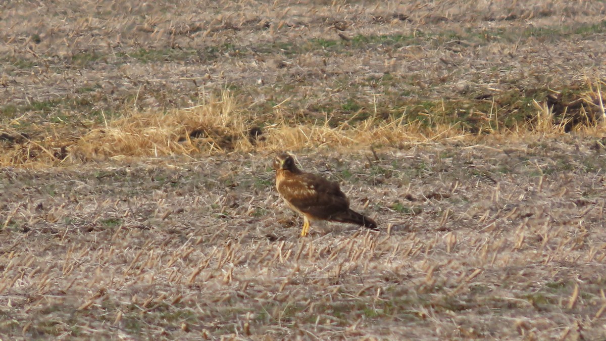 זרון אמריקני - ML647541453