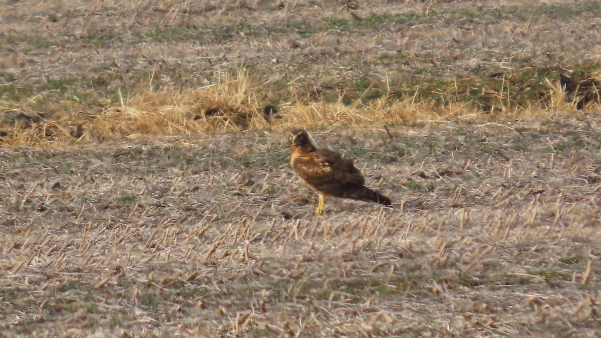 זרון אמריקני - ML647541454