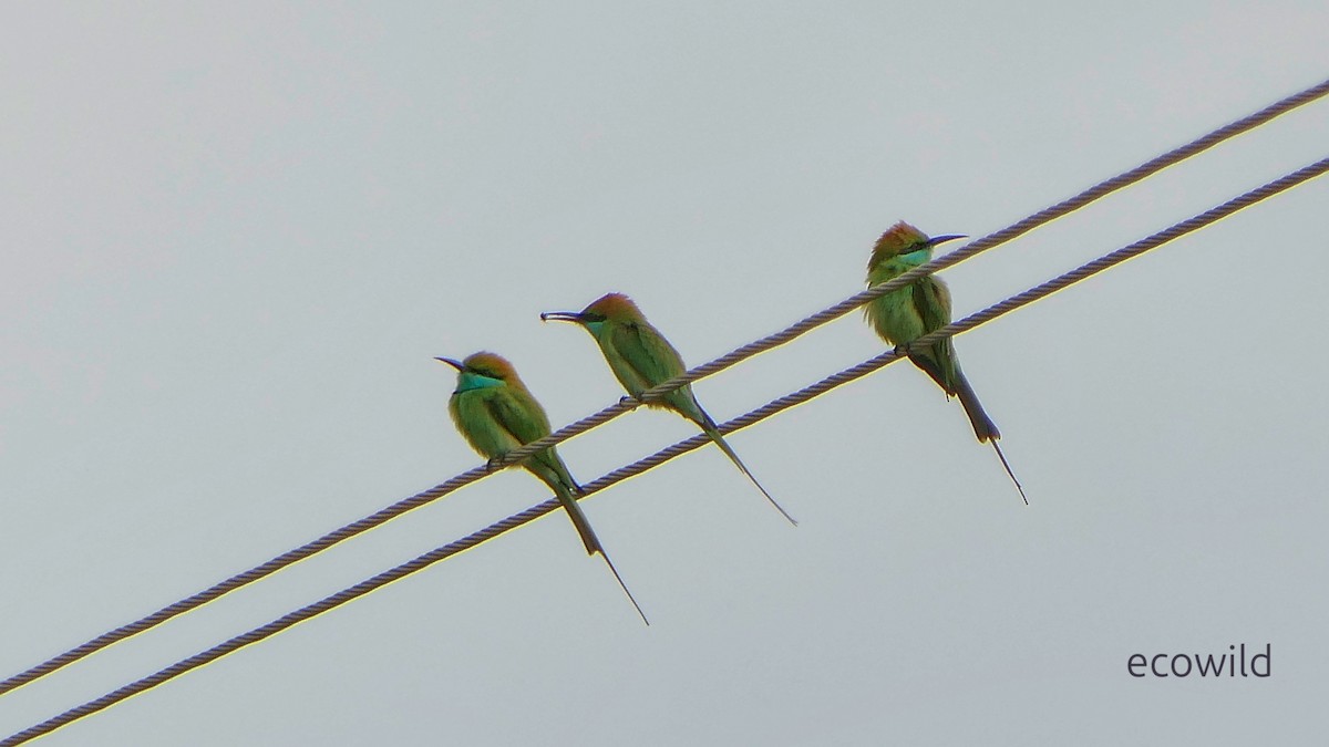 שרקרק חום כיפה - ML647541455