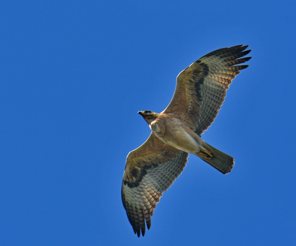 עיט ניצי - ML647541459