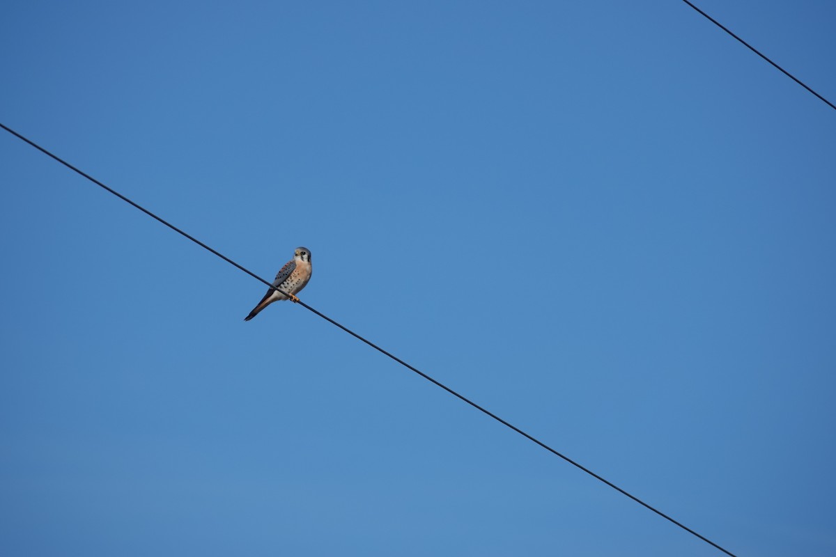 בז אמריקני - ML647541460