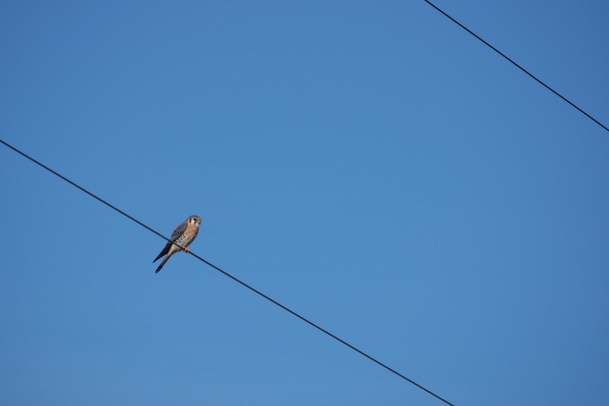 בז אמריקני - ML647541461