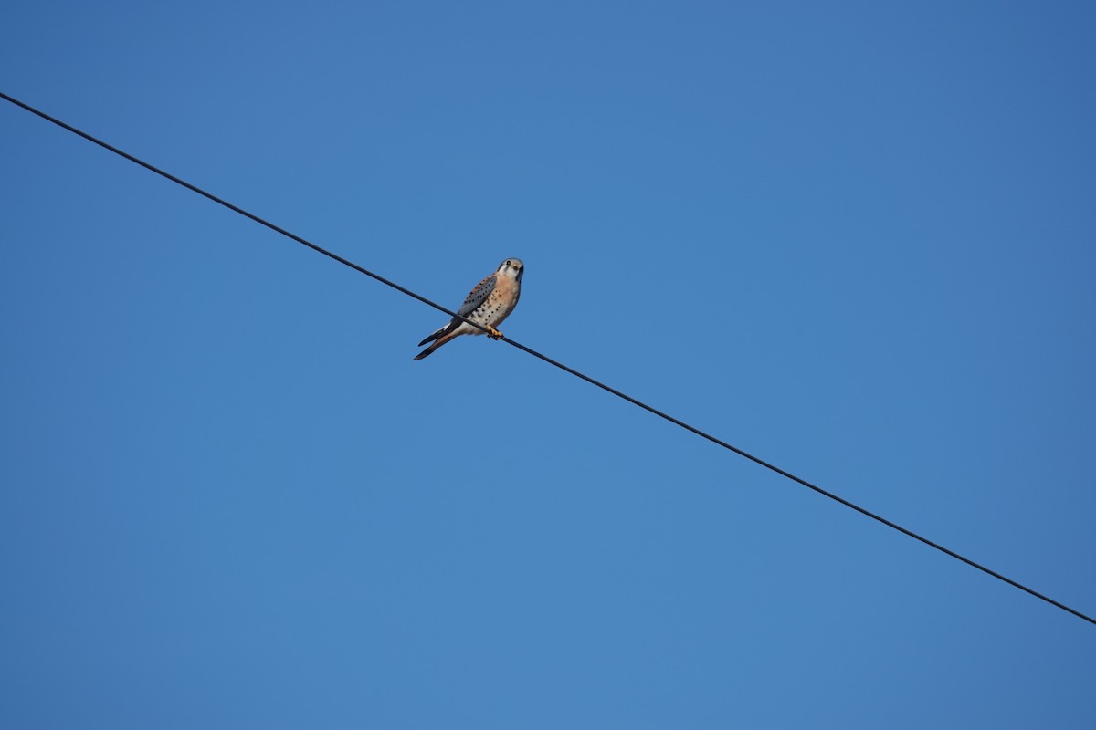 בז אמריקני - ML647541462