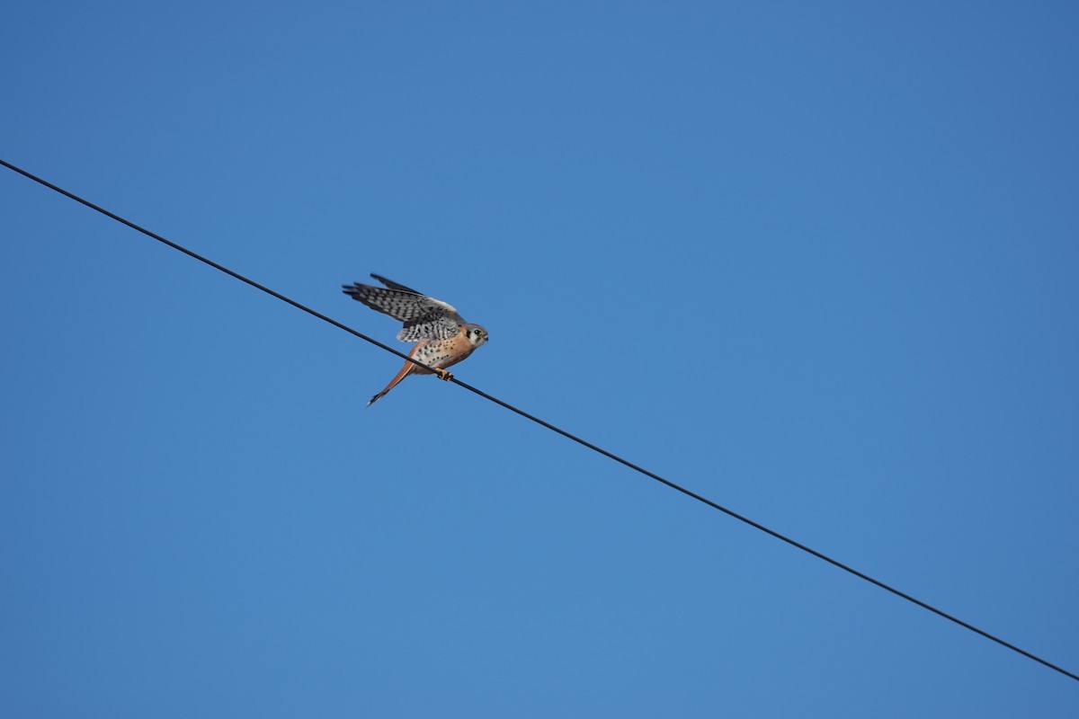 בז אמריקני - ML647541463