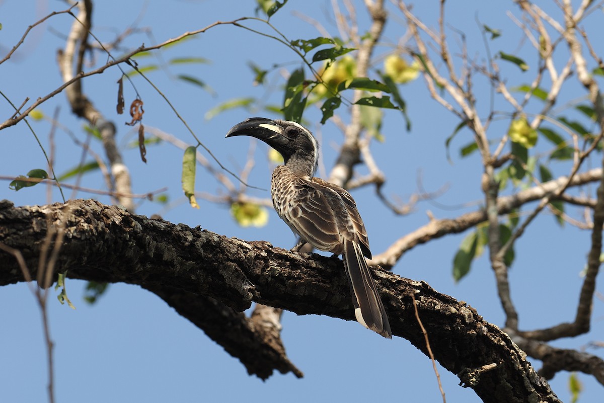 קלאו אפור - ML647541464