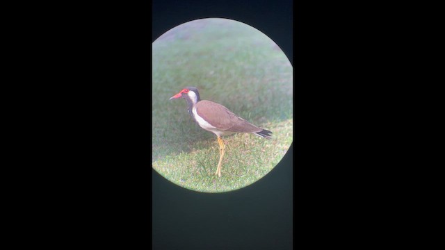 קיווית אדומת-משקפיים - ML647541465