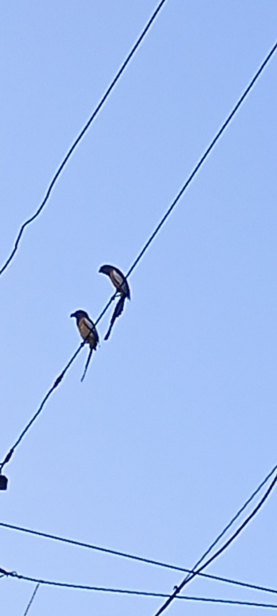 Rufous Treepie - ML647541466