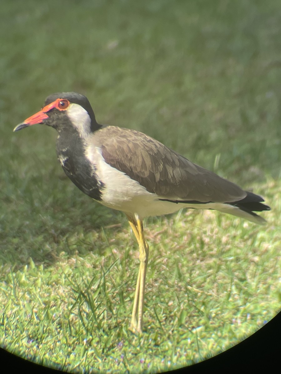 קיווית אדומת-משקפיים - ML647541467