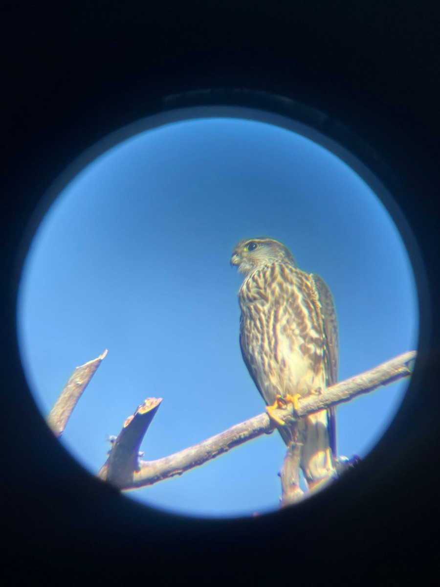 בז גמדי - ML647541468