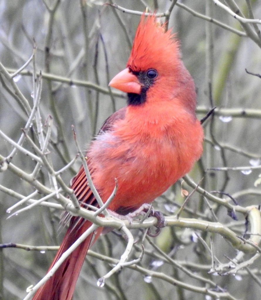 Cardinal rouge - ML647541489