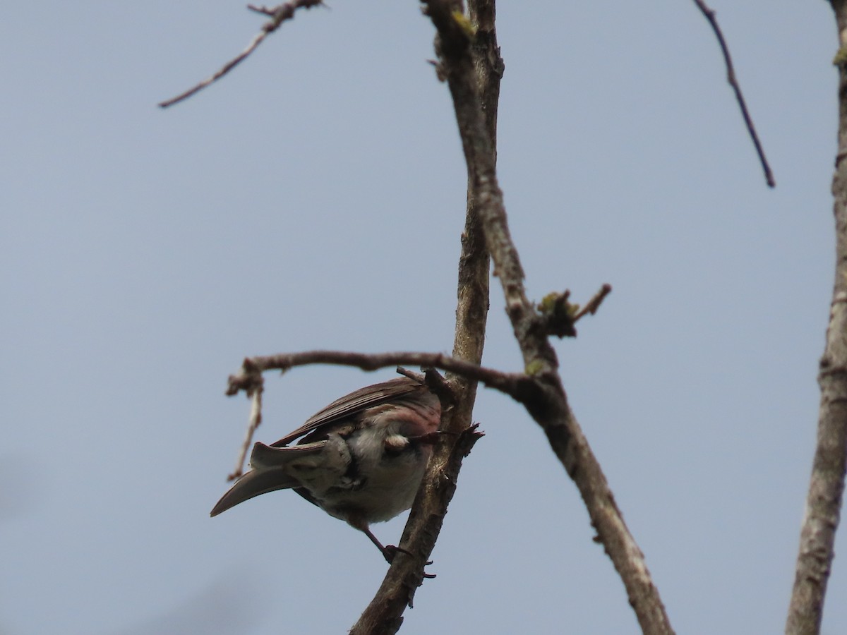 Redpoll - ML647541491