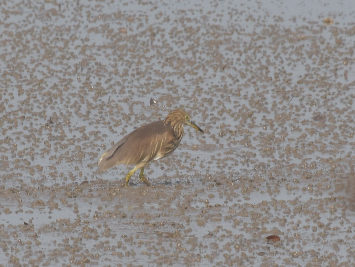 Indian Pond-Heron - ML647541492