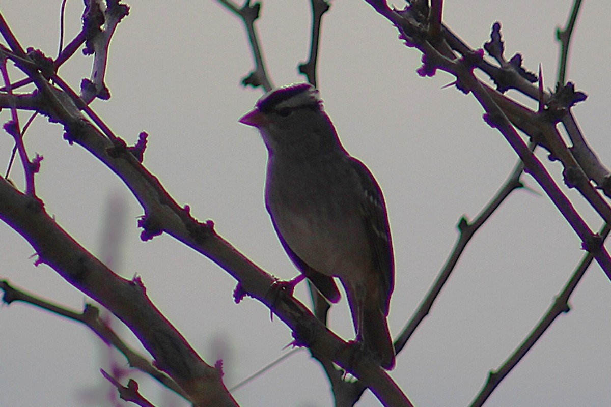Porsuk Serçesi (leucophrys/oriantha) - ML647541493