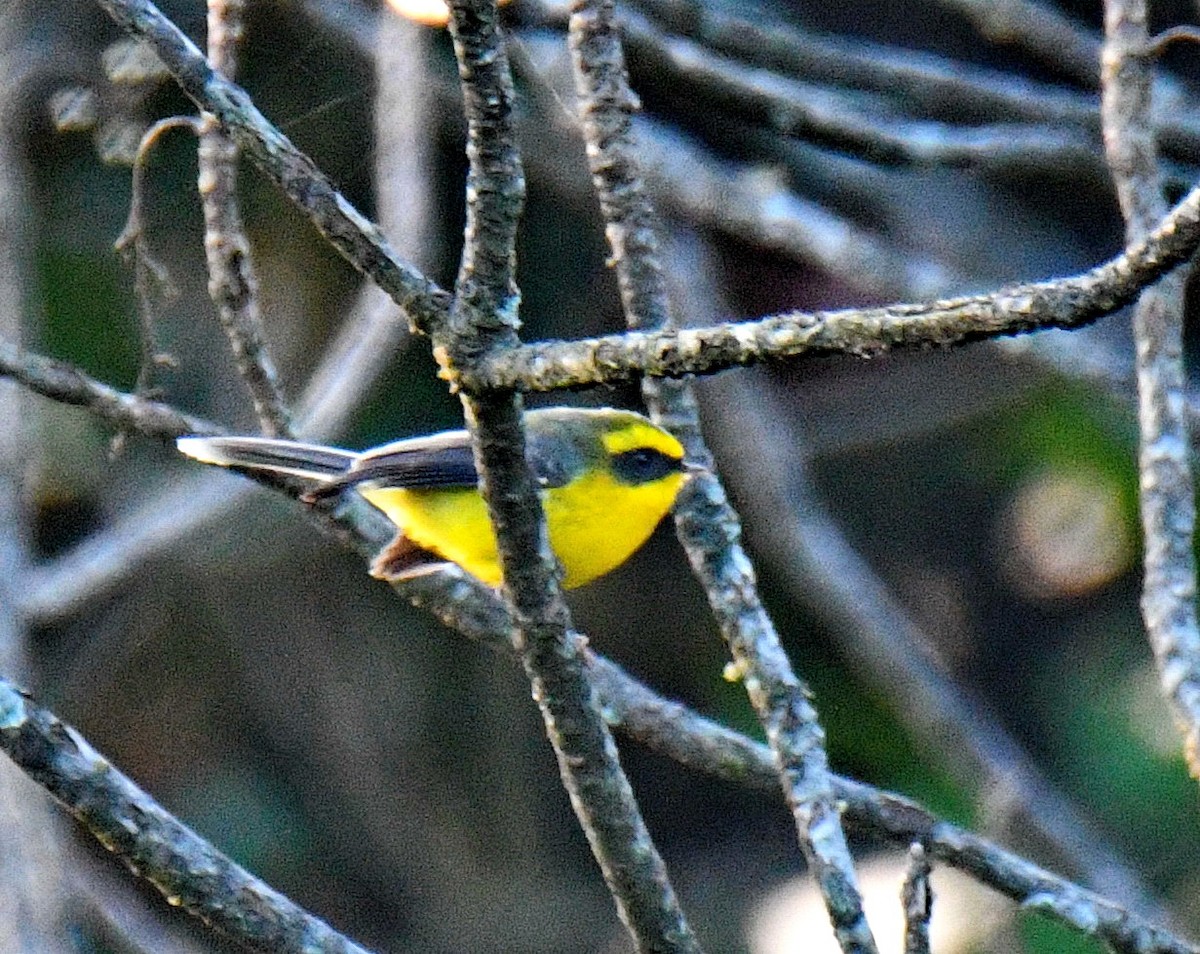 Yellow-bellied Fairy-Fantail - ML647541494