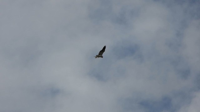 luněc šedý - ML647541507