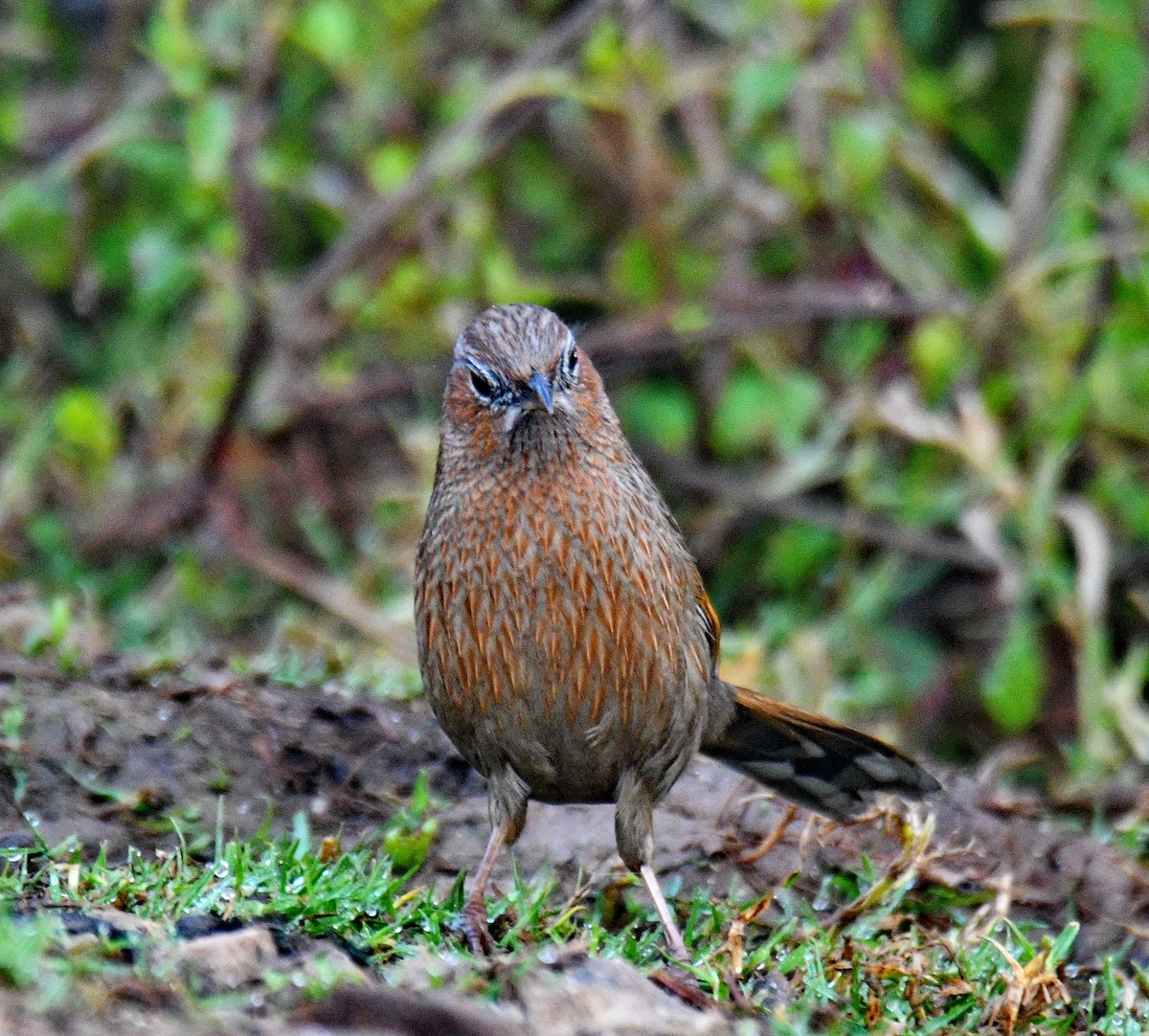 Streaked Laughingthrush - ML647541523