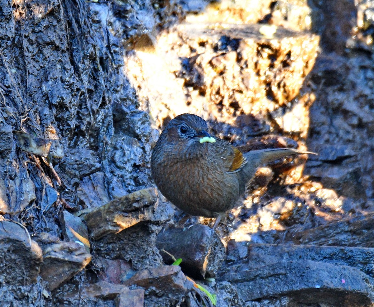 Streaked Laughingthrush - ML647541524