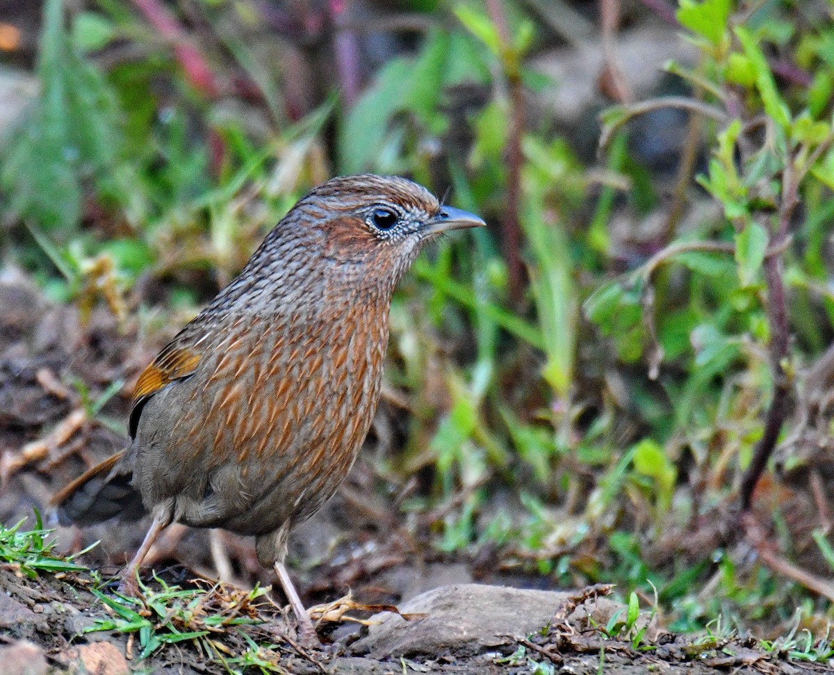 Streaked Laughingthrush - ML647541525