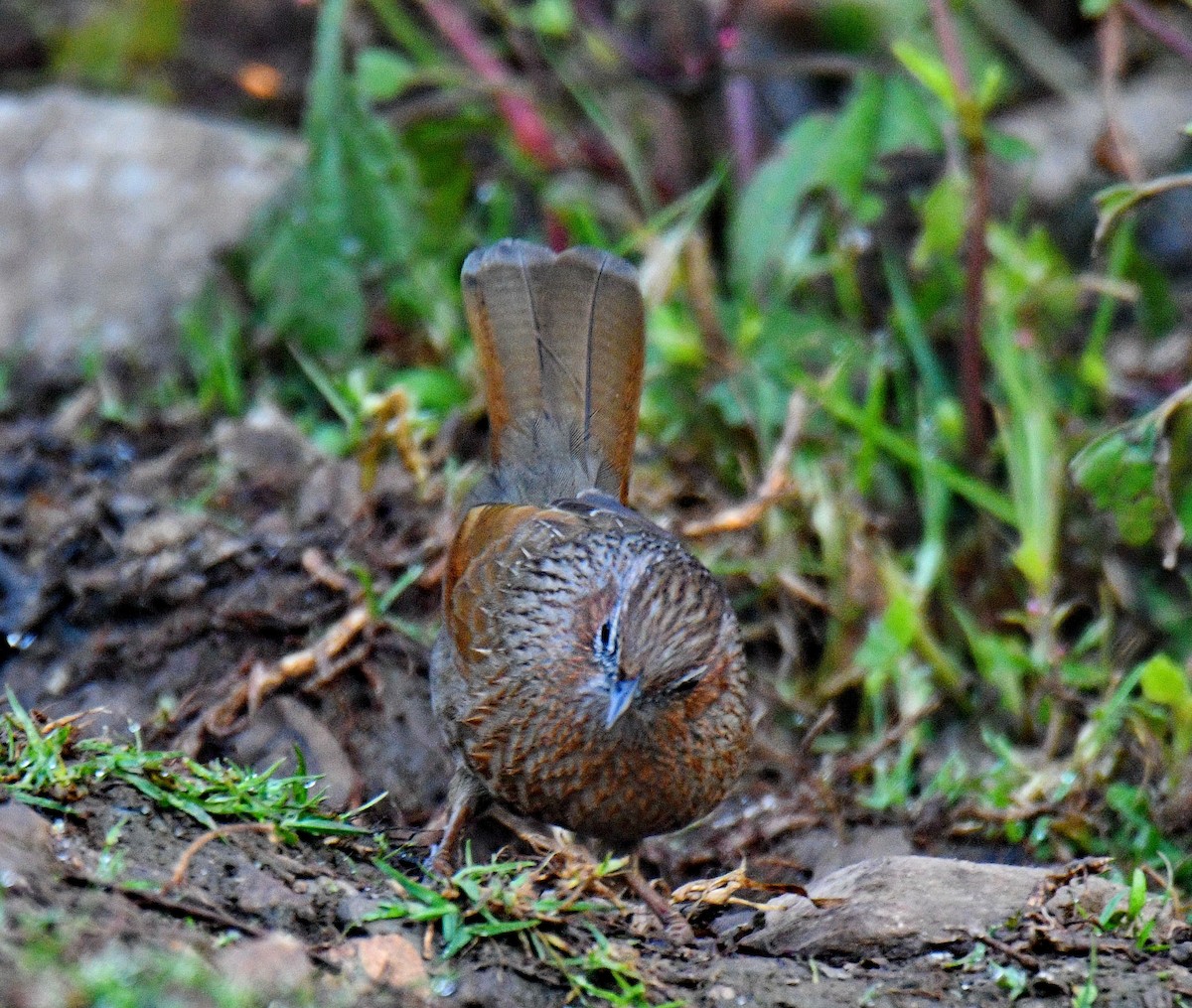 Streaked Laughingthrush - ML647541526